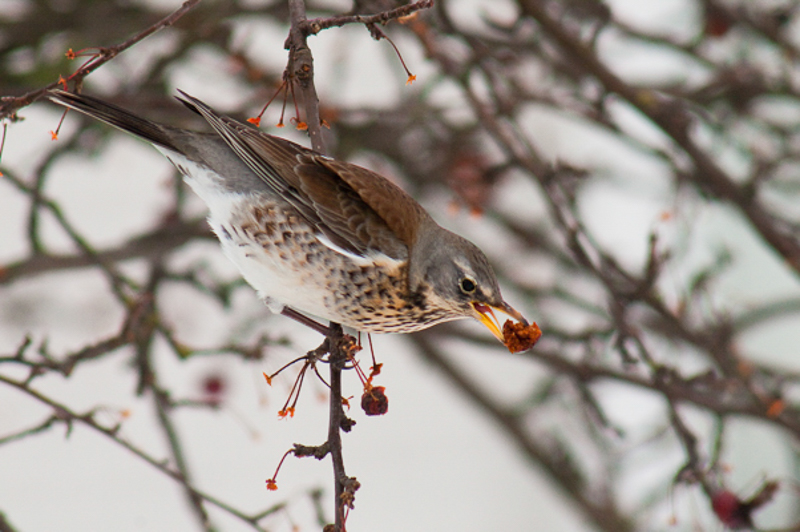 Kramsvogel